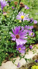 Close-up of purple flowers blooming outdoors