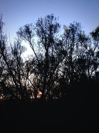 Silhouette trees against sky at sunset