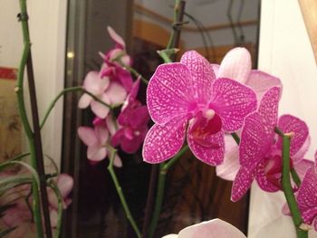 Close-up of pink flower