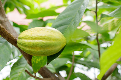 Close-up of fruit growing on tree