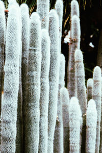 White cactus. plant lover concept