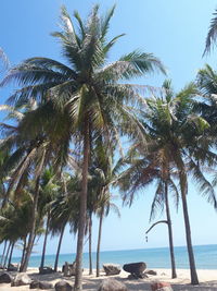Palm trees by sea against sky