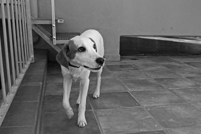 Portrait of dog sitting on floor