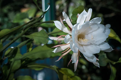 Close-up of white flower blooming outdoors