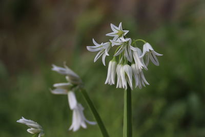 Close-up of white flowering plant