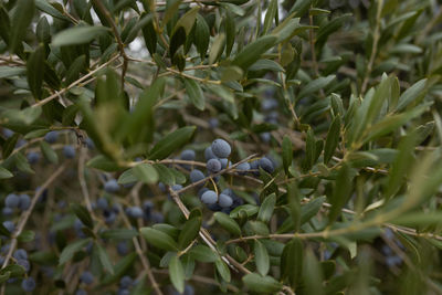 Close-up of olives growing on tree