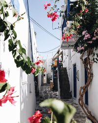 Flower pots on building against sky