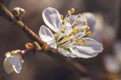 Close-up of white cherry blossom