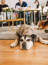 Dog relaxing on table