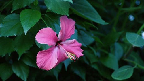 Close-up of pink flower