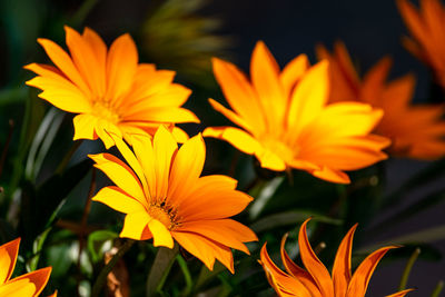 Close-up of orange flowering plant