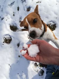 Dog holding ice cream in snow