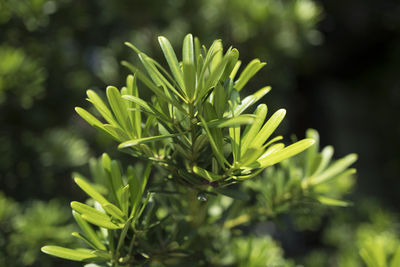 Close-up of fresh green plant in field