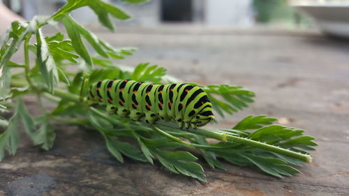 Close-up of insect on plant