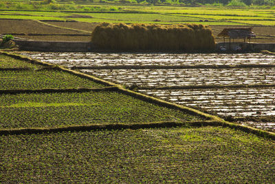 Scenic view of agricultural field