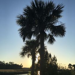 Low angle view of palm trees against sky