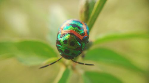 Close-up of insect on leaf