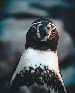 Close-up portrait of a bird