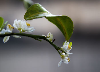 Close-up of raindrops on white flower buds