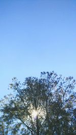 Low angle view of trees against blue sky