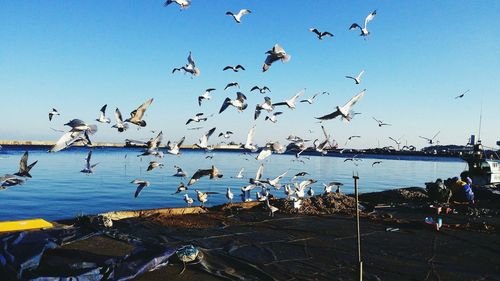 Flock of birds flying over water