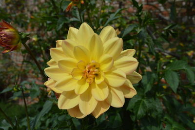 Close-up of yellow flowering plant in park