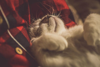 Close-up of cat resting on bed