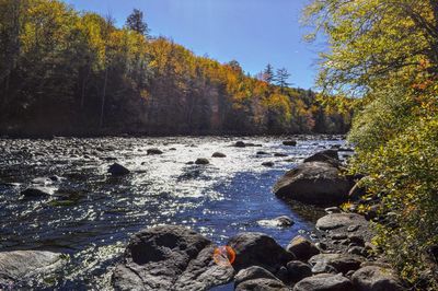 Scenic view of rocks in forest during autumn