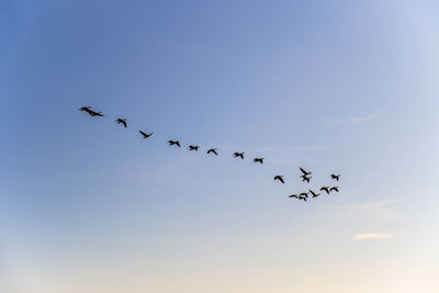 Low angle view of birds flying in sky