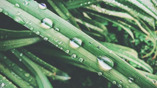 Close-up of raindrops on leaf