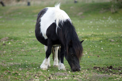 Horse on field