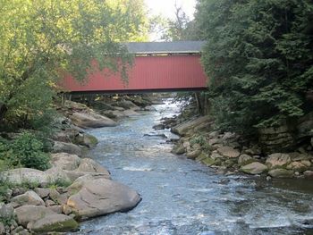 Scenic view of river amidst trees