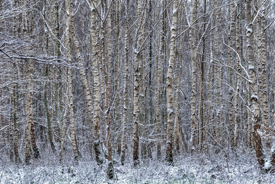 View of frozen trees in forest
