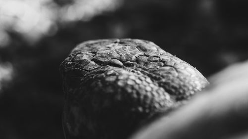Close-up of leaf