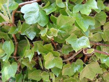 Full frame shot of leaves