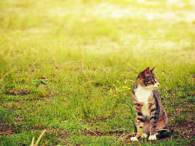 animal themes, one animal, grass, mammal, domestic animals, pets, field, grassy, focus on foreground, domestic cat, dog, feline, relaxation, cat, nature, looking away, outdoors, sitting, day, green color