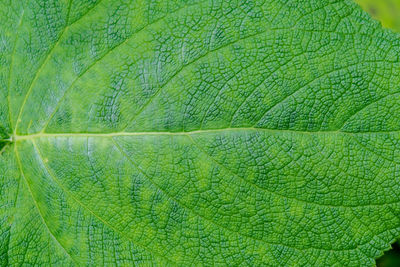 Close-up of fresh green leaf