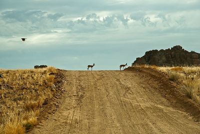 Springboks walking on dirt road against sky