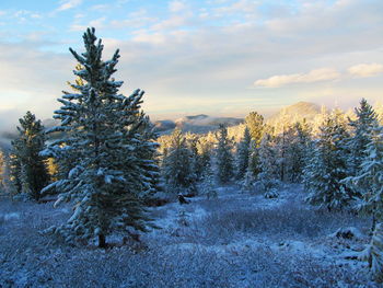 Pine trees on snow covered field against sky