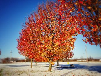 Scenic view of trees during autumn