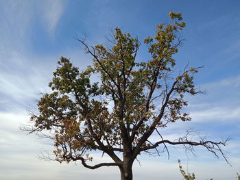 Low angle view of tree against sky