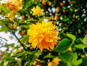 Close-up of yellow flowering plant