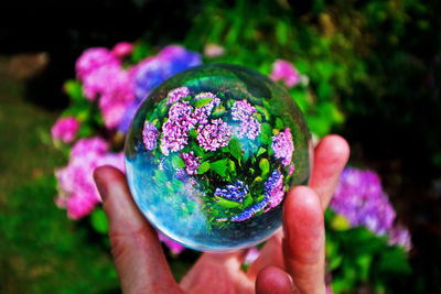 Close-up of person holding purple