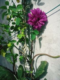 High angle view of purple flowers blooming outdoors