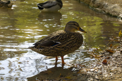 Duck swimming in lake