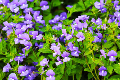 Close-up of purple flowering plants