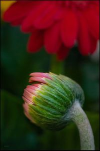 Close-up of red flowering plant