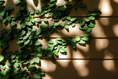 Close-up of ivy growing on tree