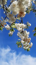 Low angle view of cherry blossoms against sky