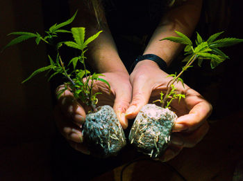 Close-up of hand holding seedling